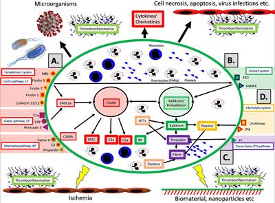 How COVID-19 and other pathological conditions and medical treatments activate our intravascular innate immune system